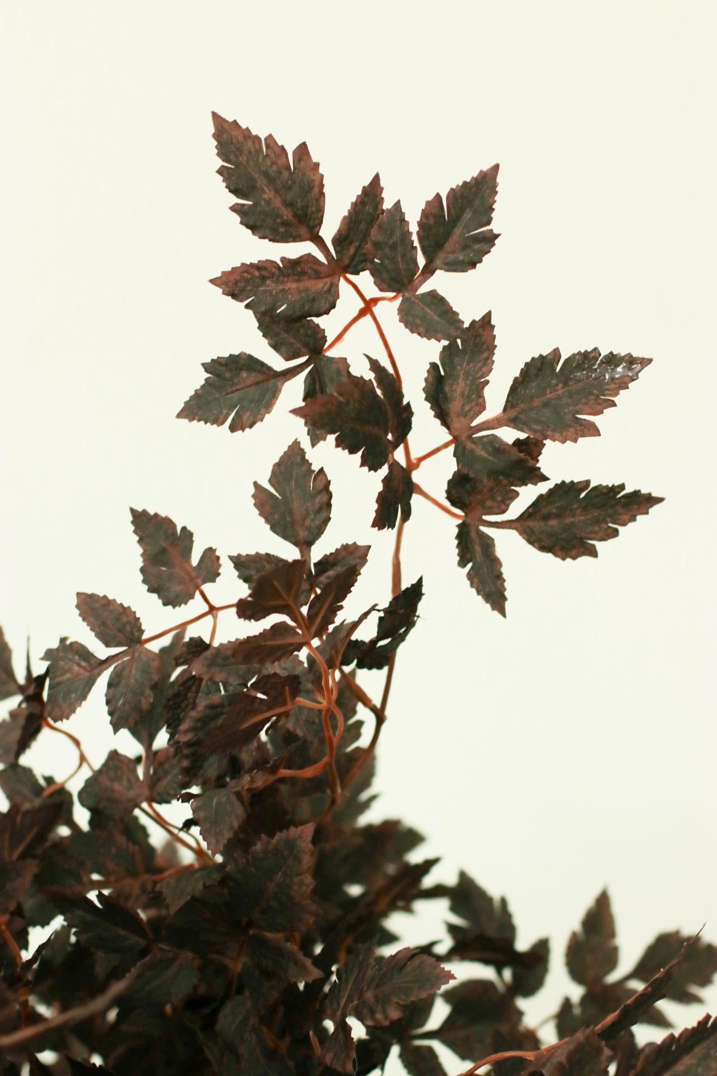 18" Cimicifuga in Dark Plum, Faux Fall Greenery, DIY Centerpiece |Florals |Wedding| Home Decorations |Gifts For Her